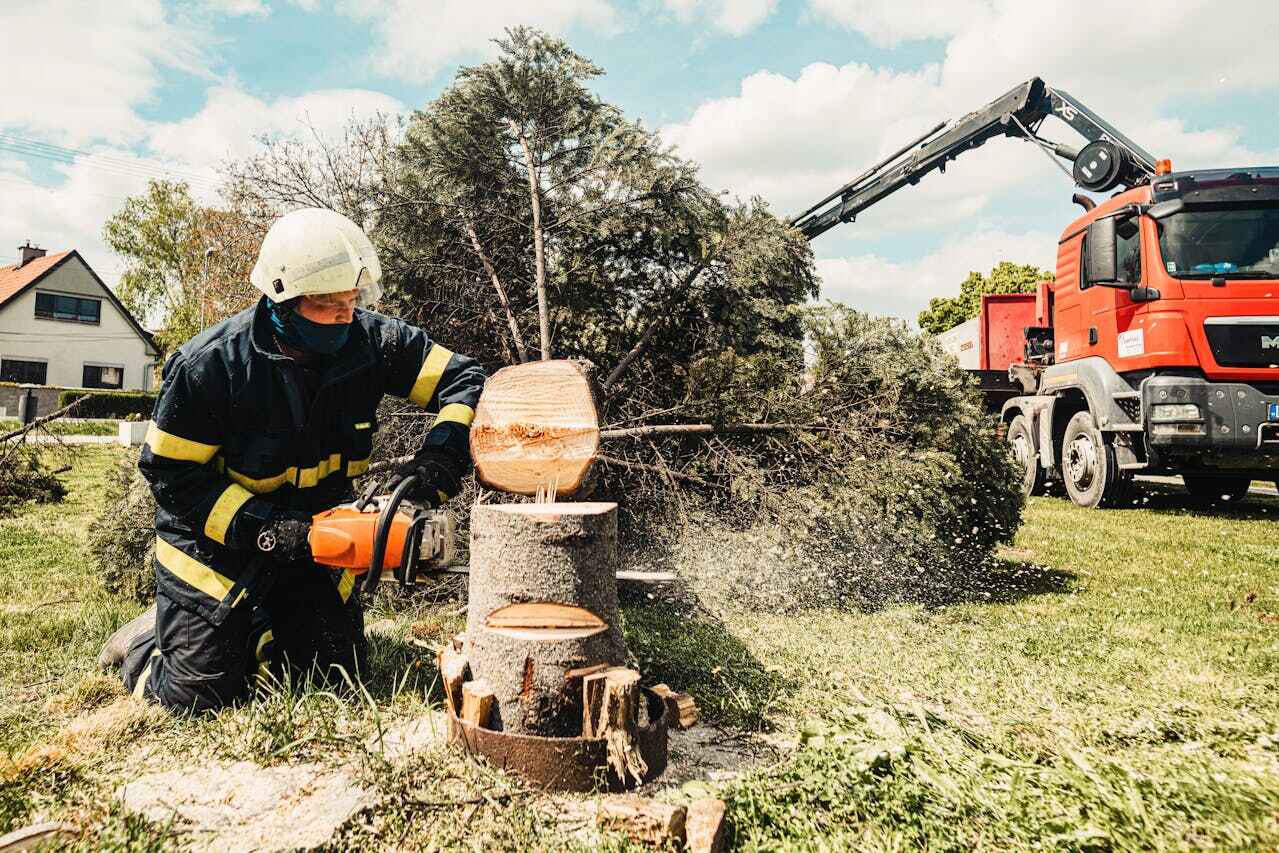 Best Tree Stump Removal  in Dewitt, AR